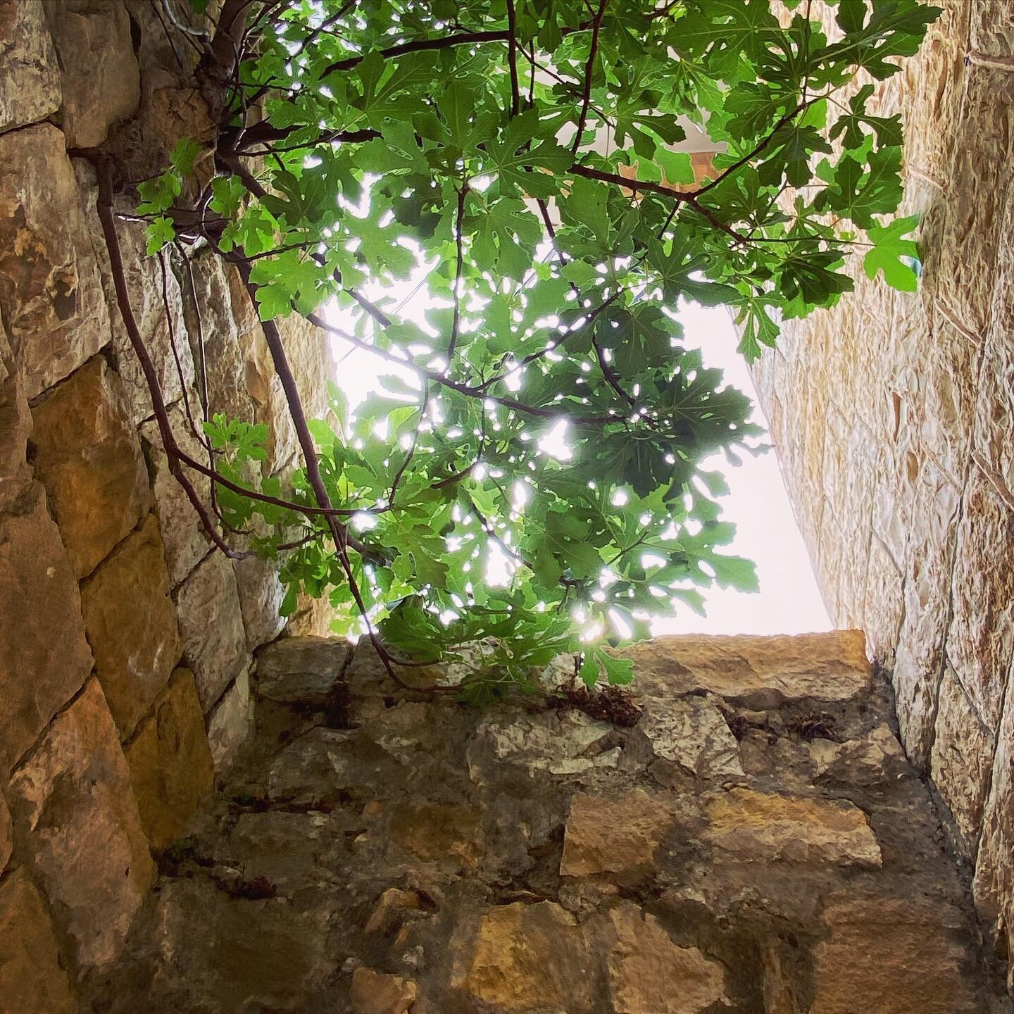 Ancient stones + fresh fig leaves
❤️🇱🇧 #beautyoflebanon