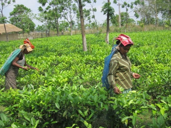Workers in the field. Kanoka Tea Estate, Assam, India
