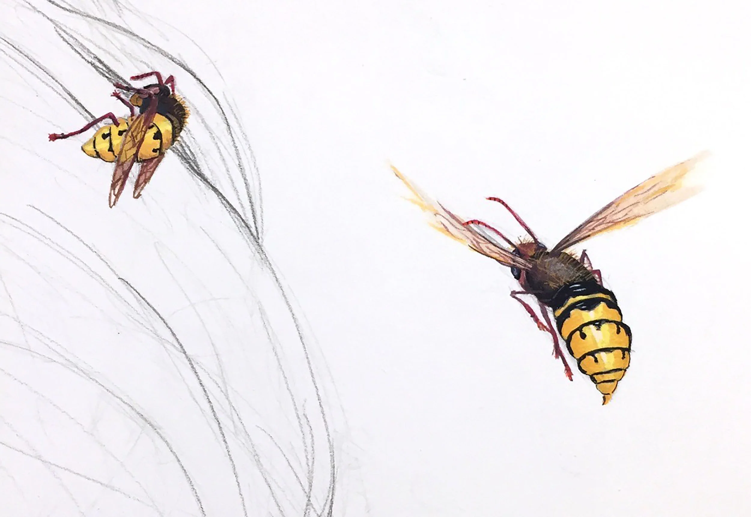 Hornets Detail