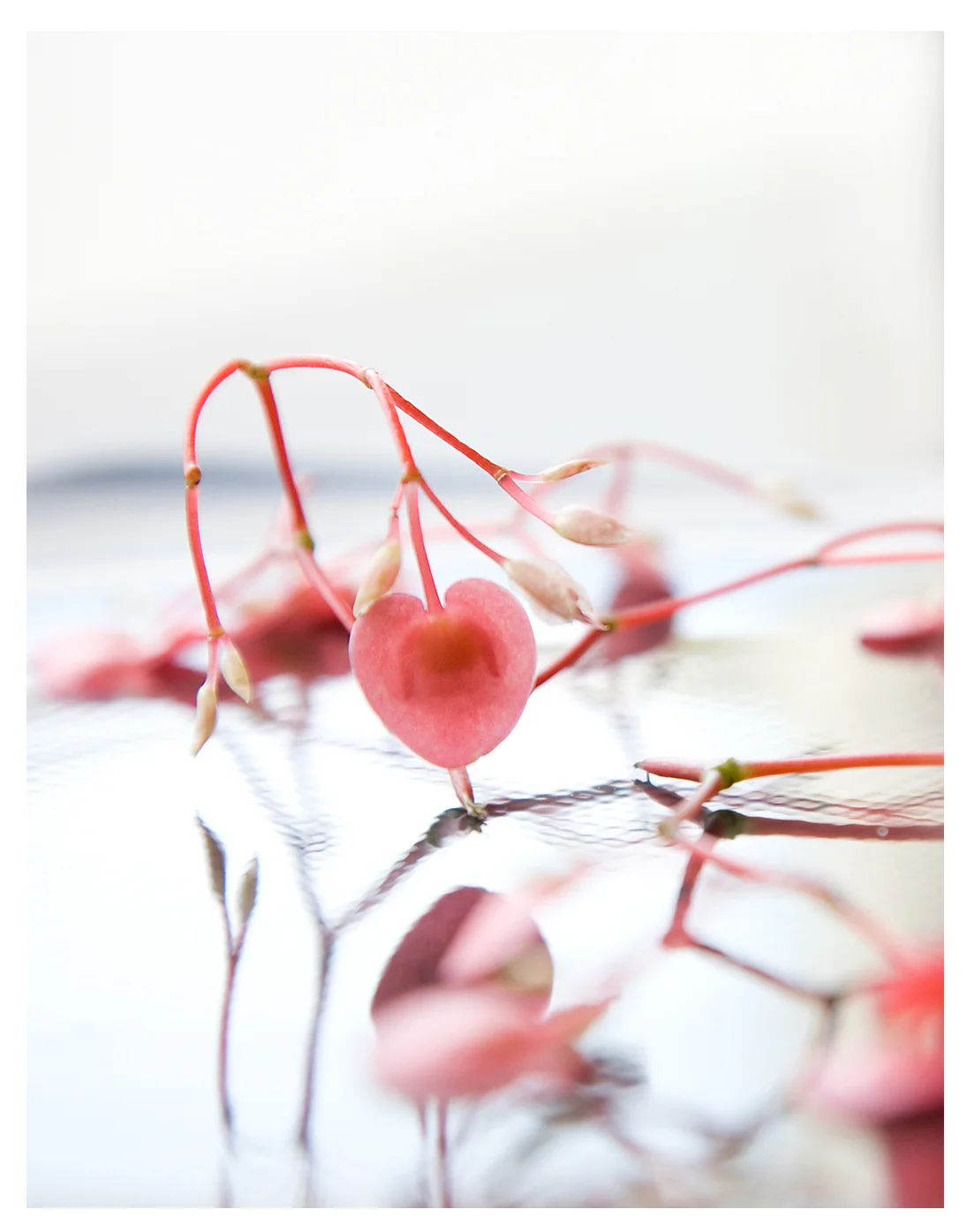 Japanese appleblossom