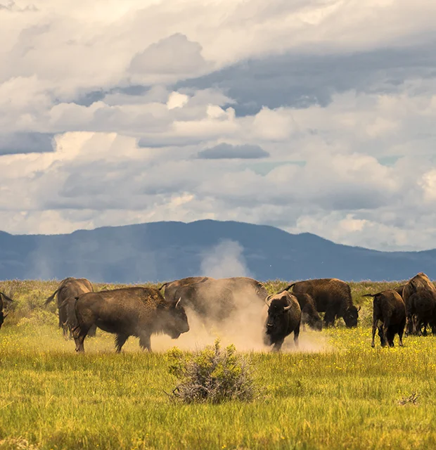 kickup thedustweb.jpg