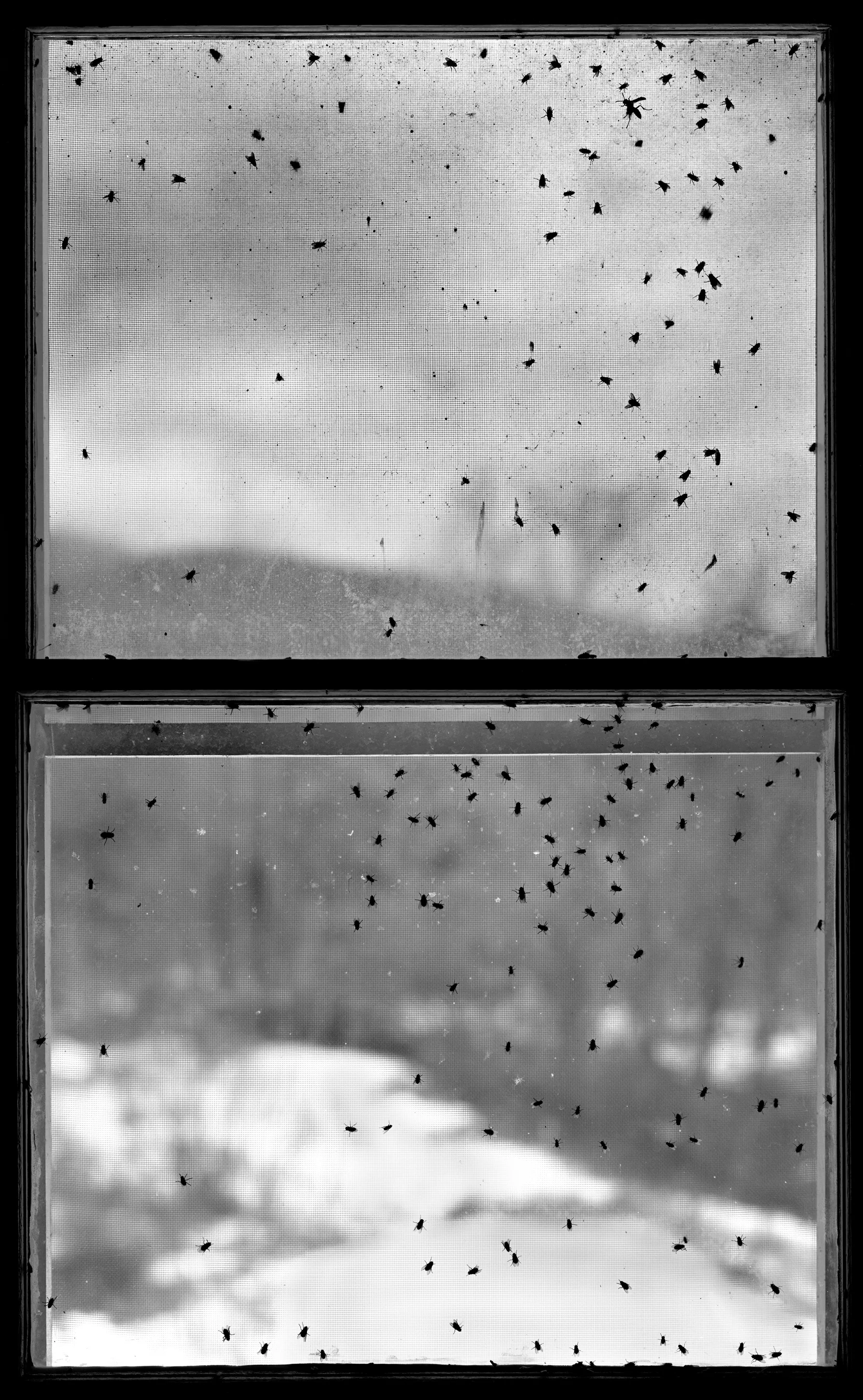 Bug Window I,  1989, selenium toned silver print, 59 x 37.25 Inches