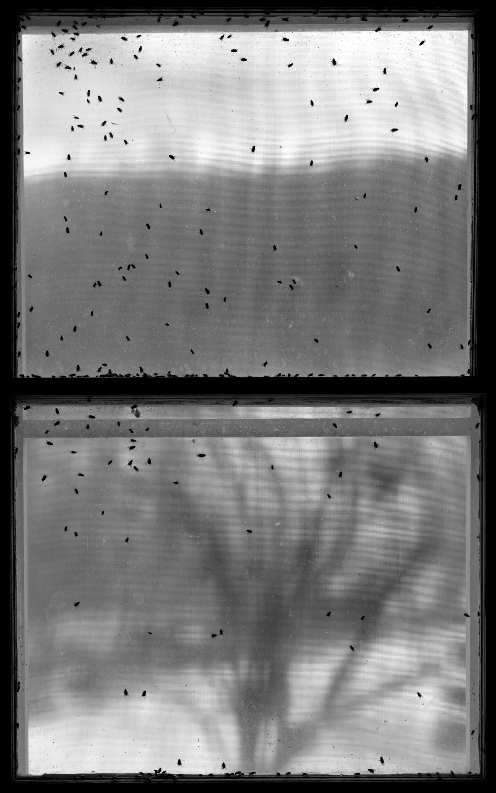 Bug Window II,  1989, selenium toned silver print, 59 x 37.25 Inches