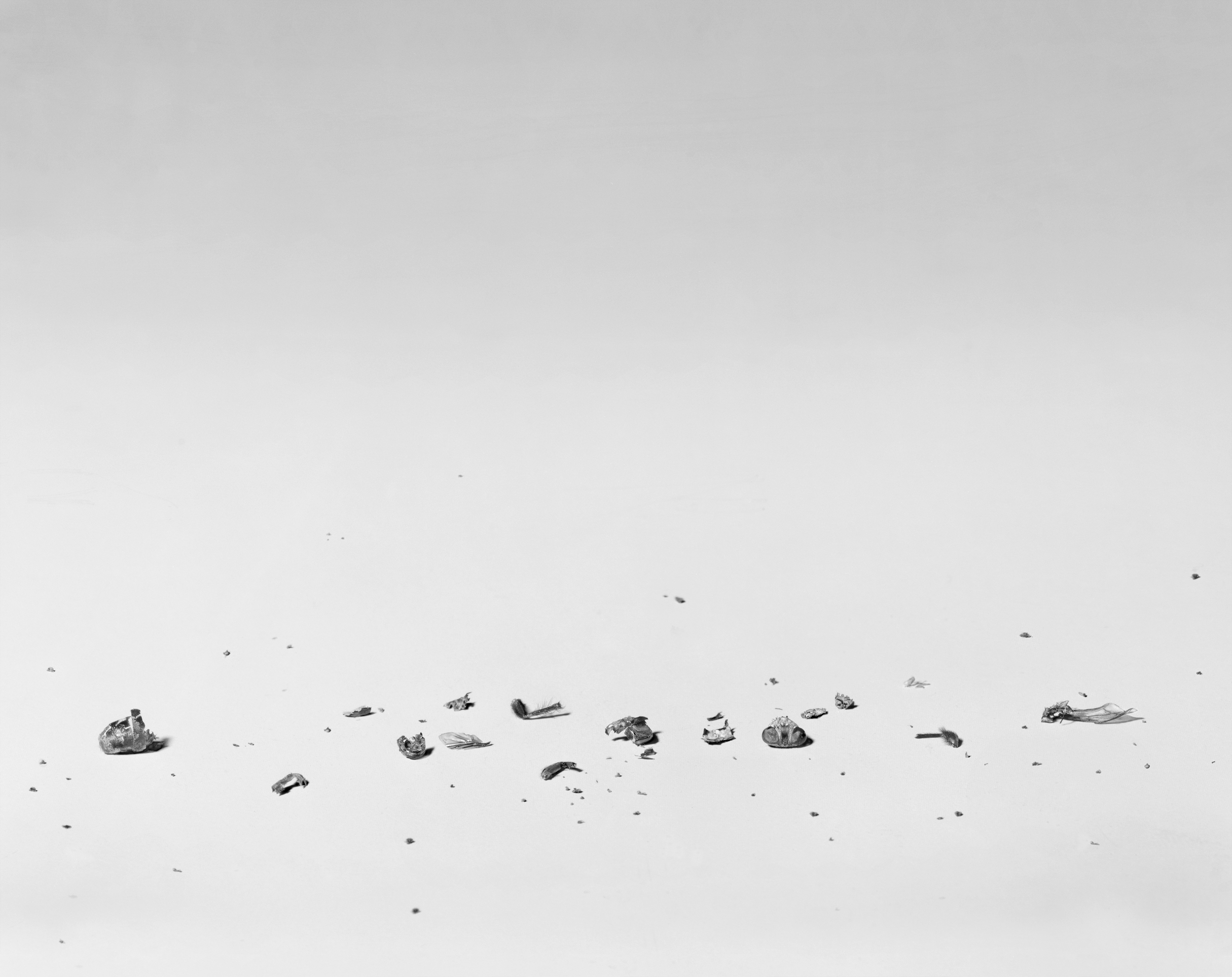 Fly Disaster II, 1997, Silver Print, 29-1/4 x 37 inches