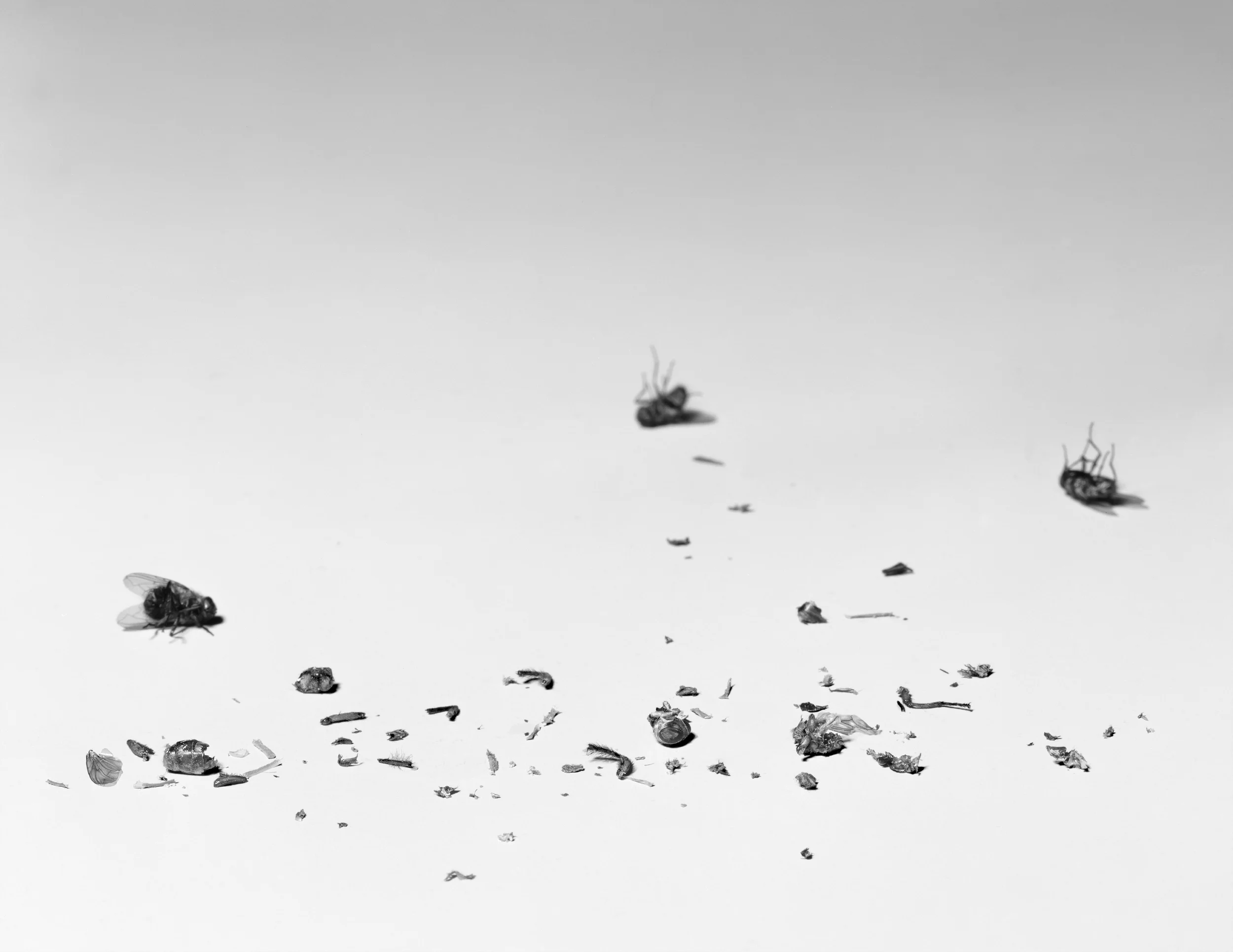 Fly Disaster I, 1997, Silver Print, 29-1/4 x 37 inches