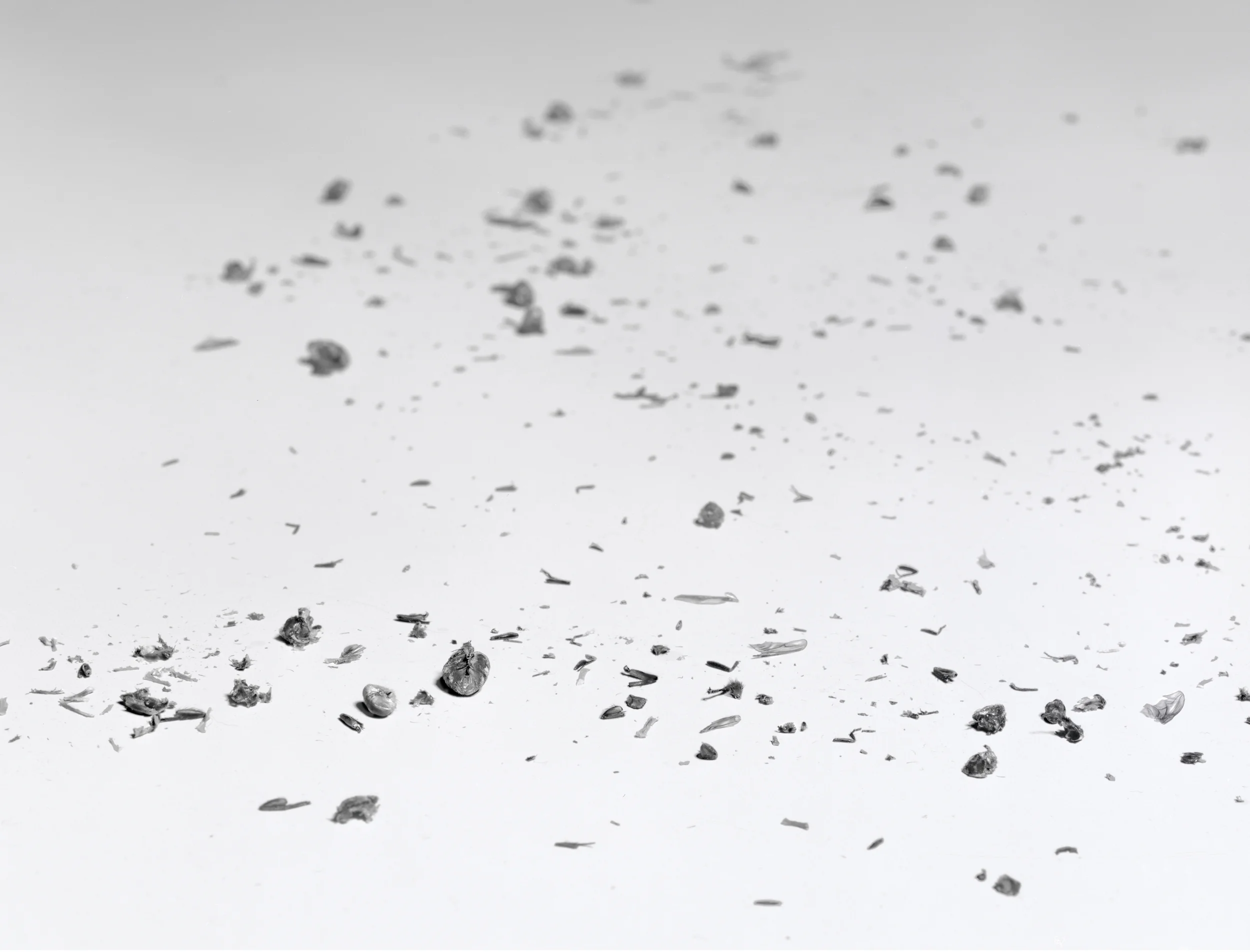 Fly Disaster IV, 1997, Silver Print, 29-1/4 x 37 inches