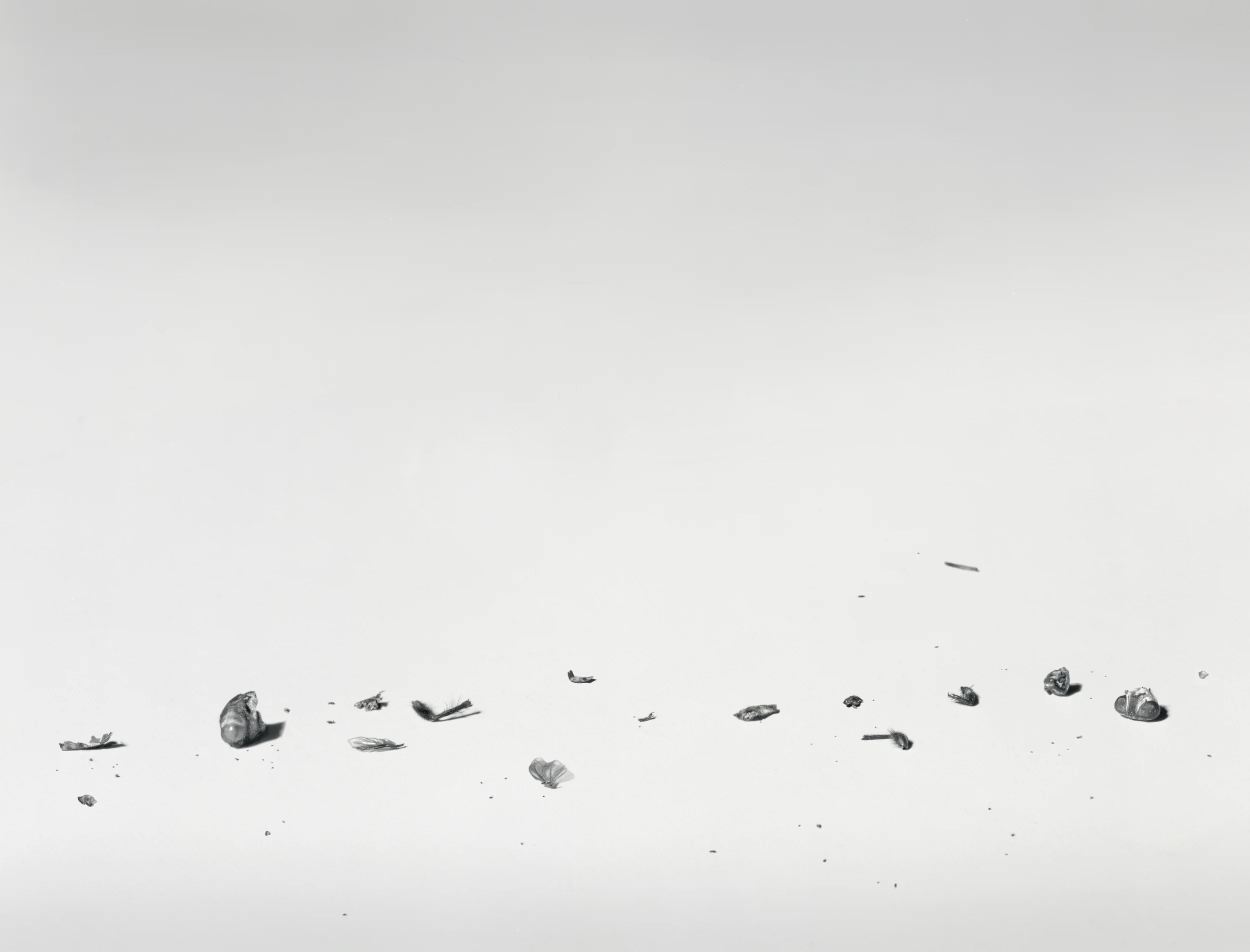 Fly Disaster V, 1997, Silver Print, 29-1/4 x 37 inches