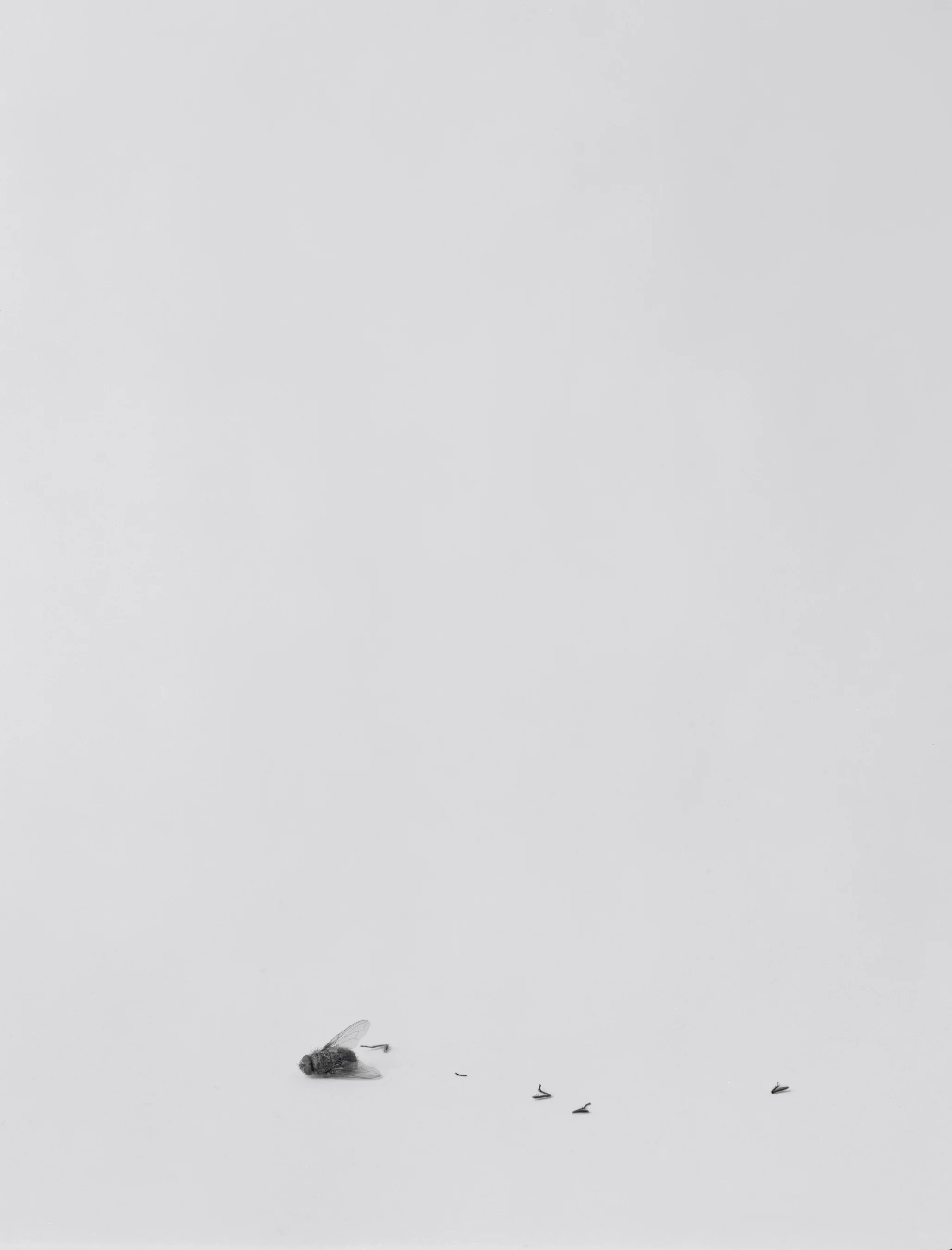 Still Life II, 1993, Silver Print, 23-3/8 x 19 1/4 inches