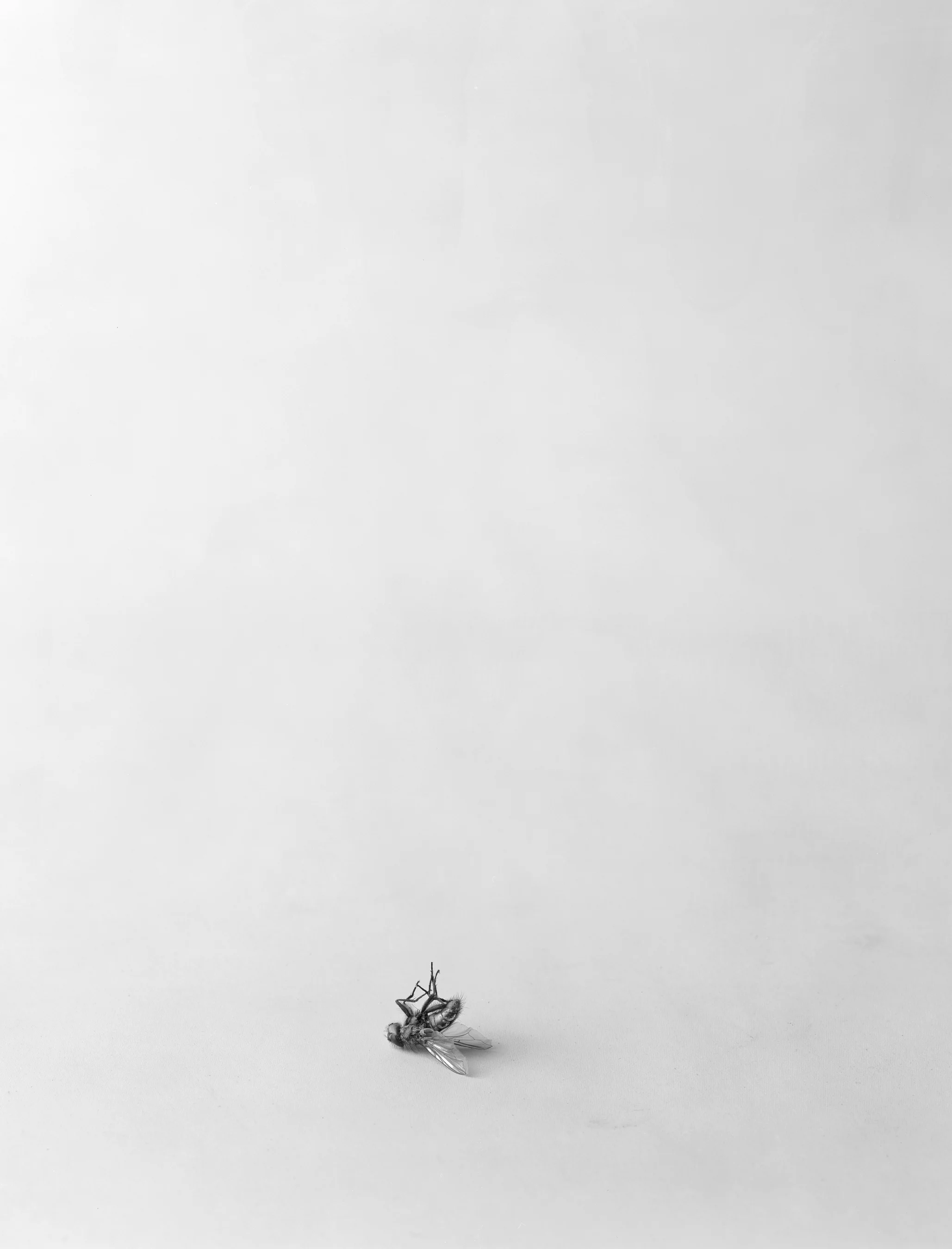 Still Life IV, 1993, Silver Print, 23-3/8 x 19 1/4 inches