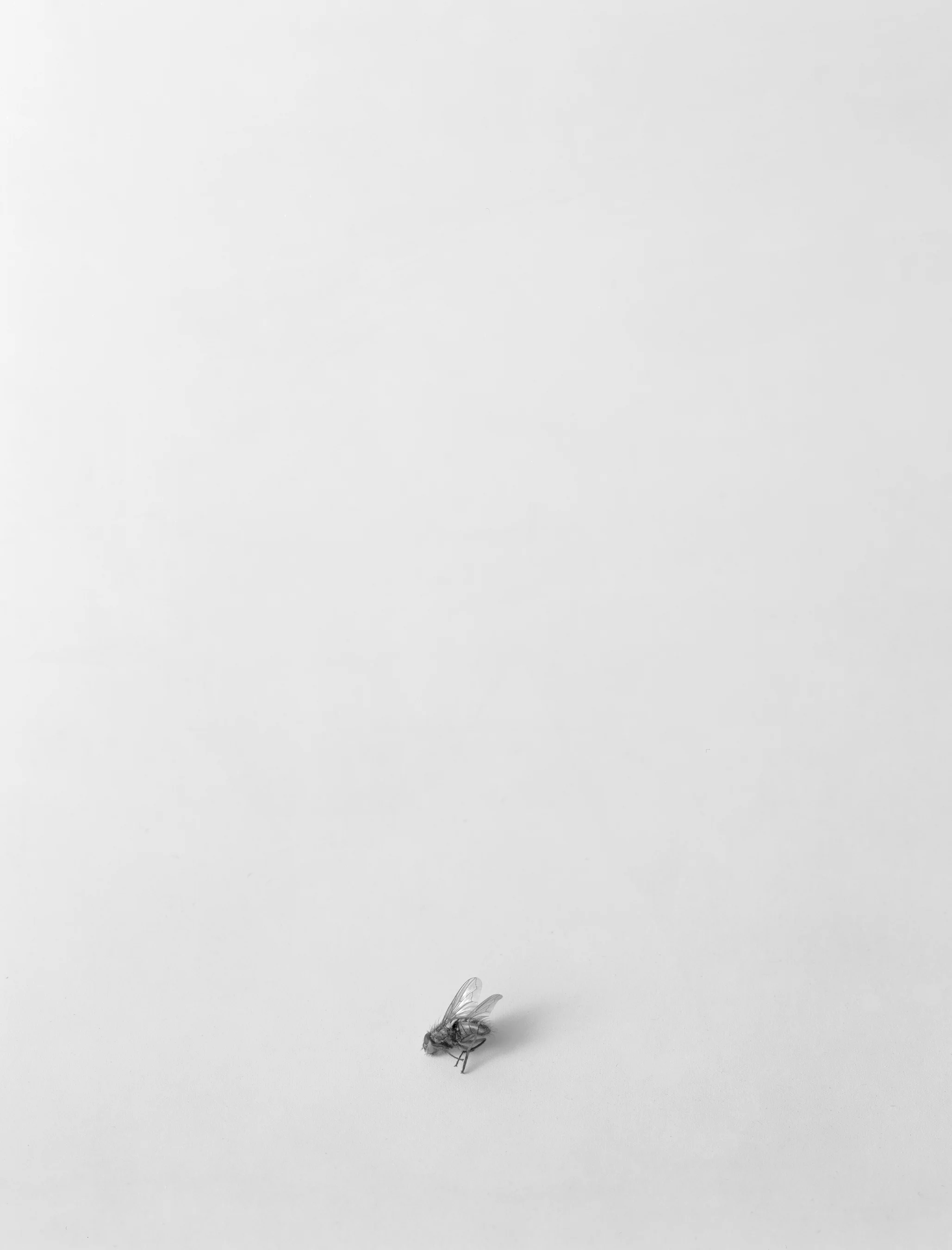 Still Life IX, 1993, Silver Print, 23-3/8 x 19 1/4 inches