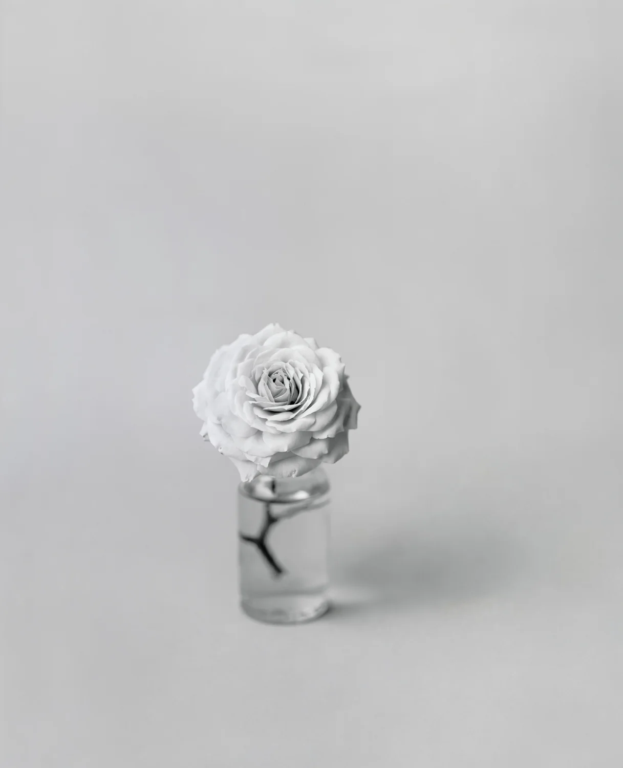 Roses (Extra Small Vase), 1996/2006, Archival Ink jet Print, 53 x 43 inches