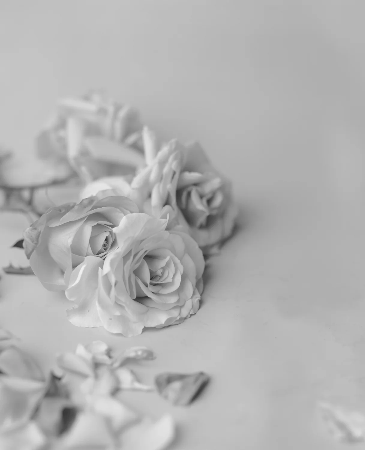 Roses (Reclining), 1996/2006, Archival Ink Jet Print, 53 x 43 Inches