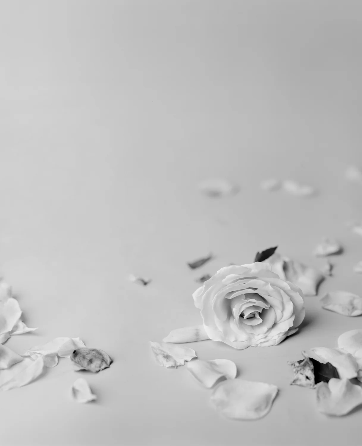 Roses (Solitary II), 1996/2006, Archival Ink Jet Print, 53 x 43 Inches