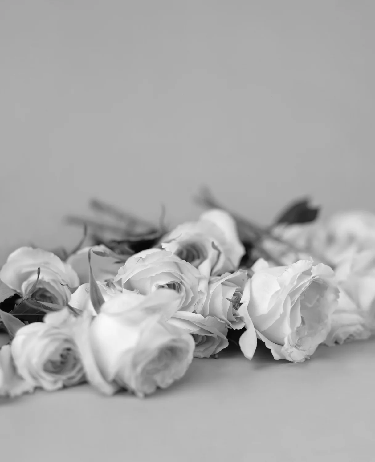 Roses (Sprawl), 1996/2006, Archival Ink Jet Print, 53 x 43 Inches