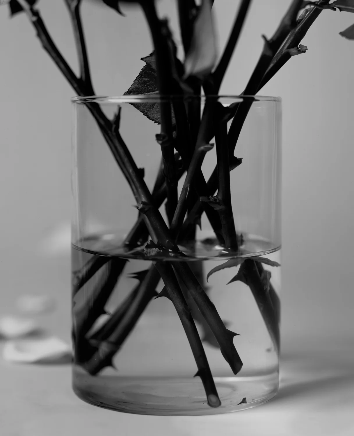 Roses (Stems in a Vase), 1996/2006, Archival Ink Jet Print, 53 x 43 Inches