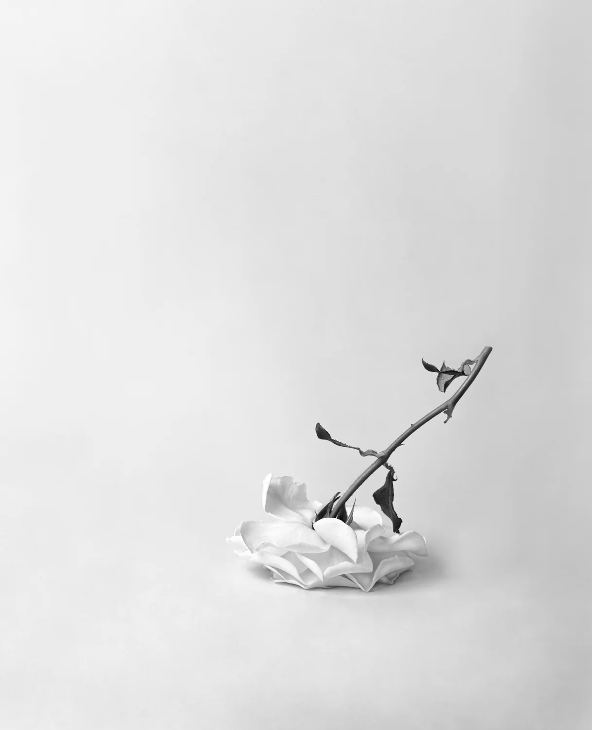 Roses (Upside Down), 1996/2006, Archival Ink Jet Print, 53 x 43 Inches