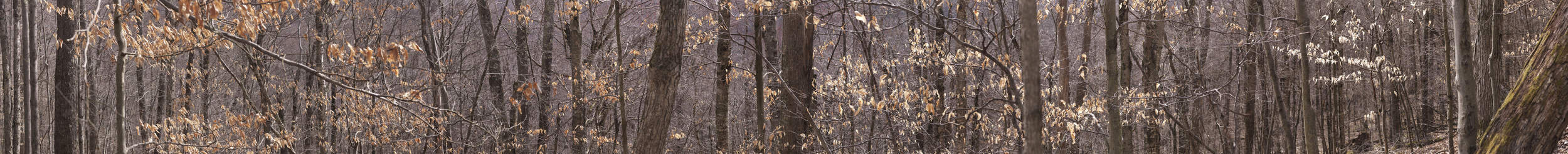 Beech Trees Late Winter, 2013, Archival Ink Jet Print, 11 x 111.5 Inches