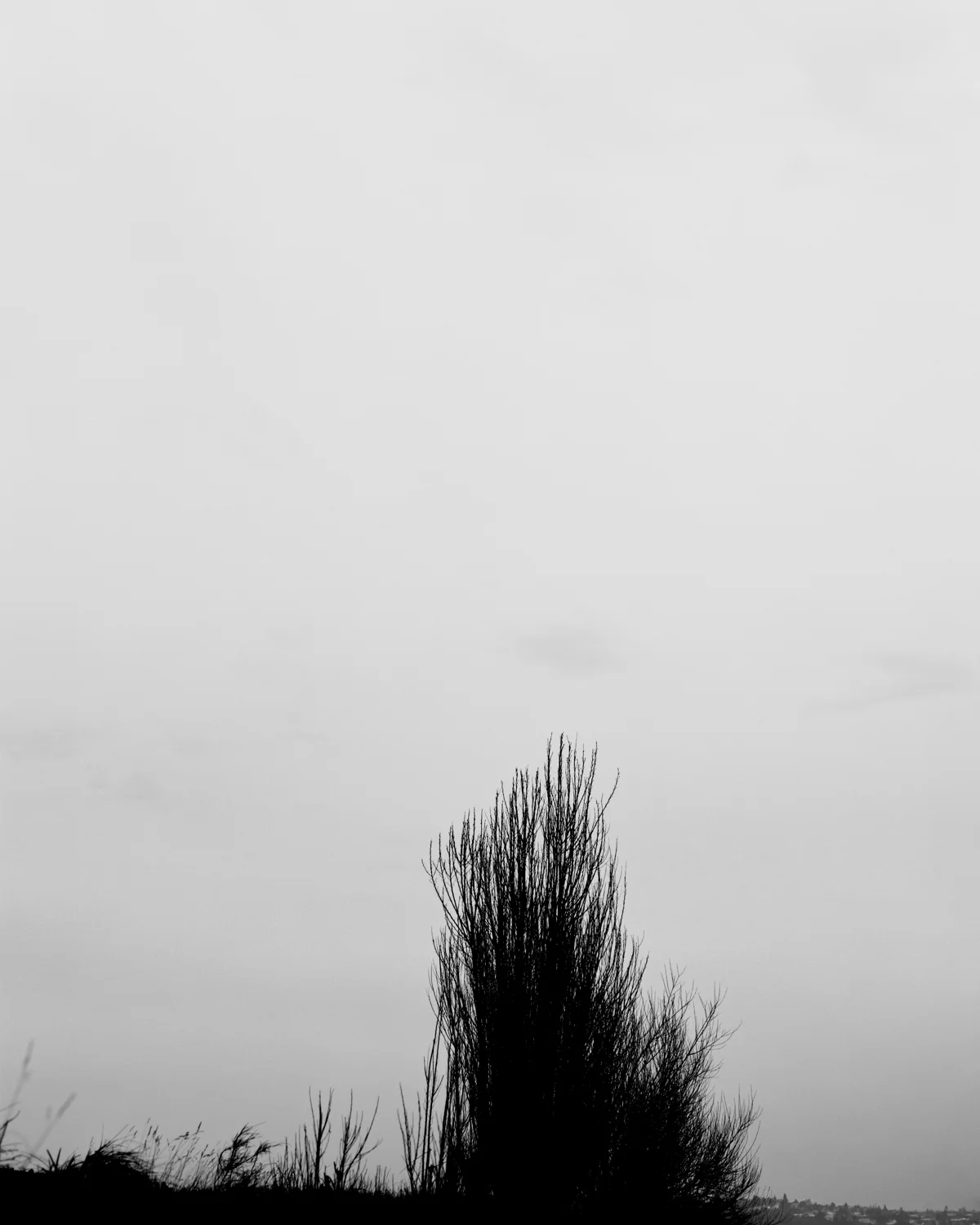Greyscape (Dark Bush), 1991, Silver Print, 47-1/2 x 37-1/2 inches