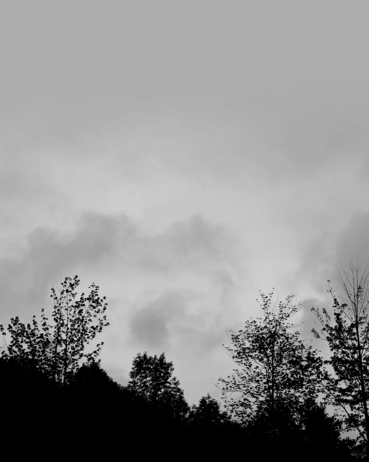 Greyscape (Dark Trees), 1991, Silver Print, 47-1/2 x 37-1/2 inches
