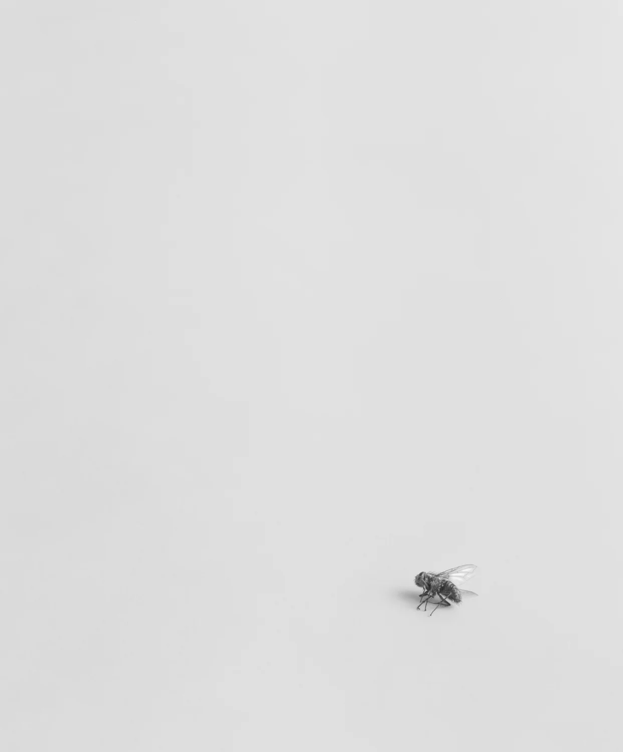 Still Life VI, 1993, Silver Print, 23-3/8 x 19-1/4 inches