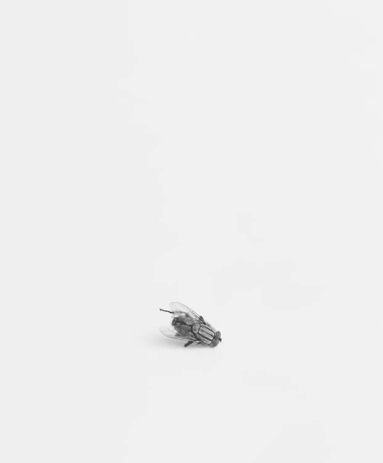 Still Life V, 1993, Silver Print, 23-3/8 x 19-1/4 inches