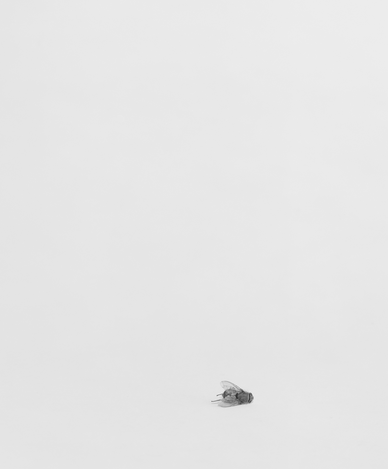 Still Life VII, 1993, Silver Print, 23-3/8 x 19-1/4 inches