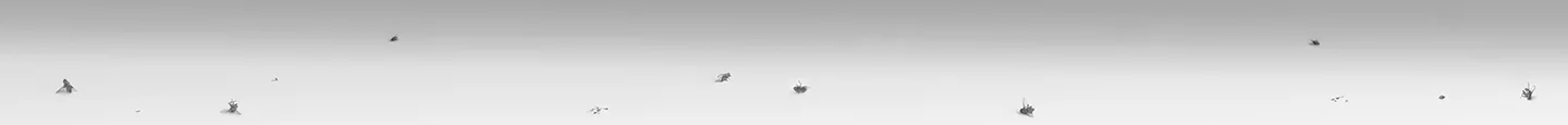 2016, Fly Disaster