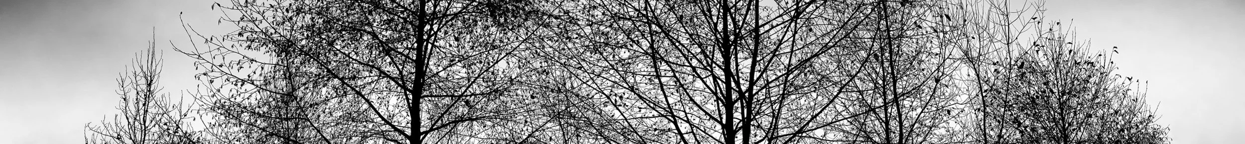 2018, Northwest Trees