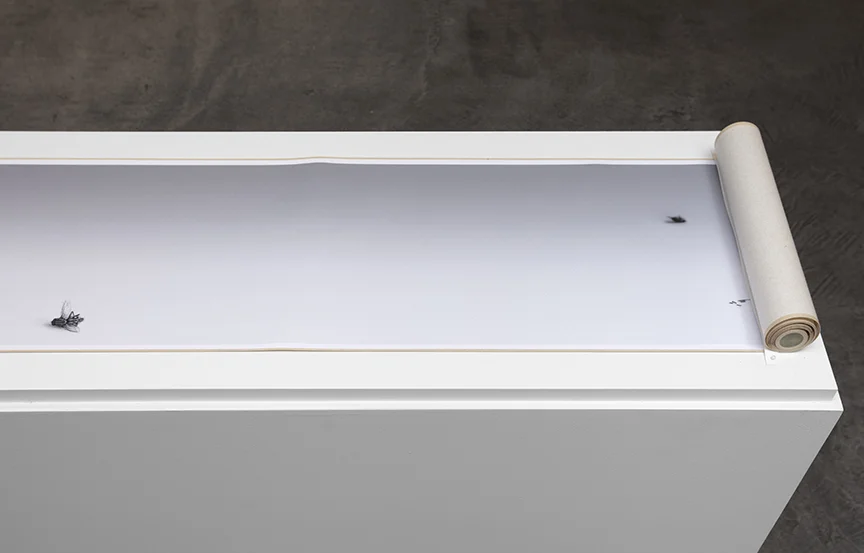 2016, Fly Scroll Installation at Paula Cooper Gallery