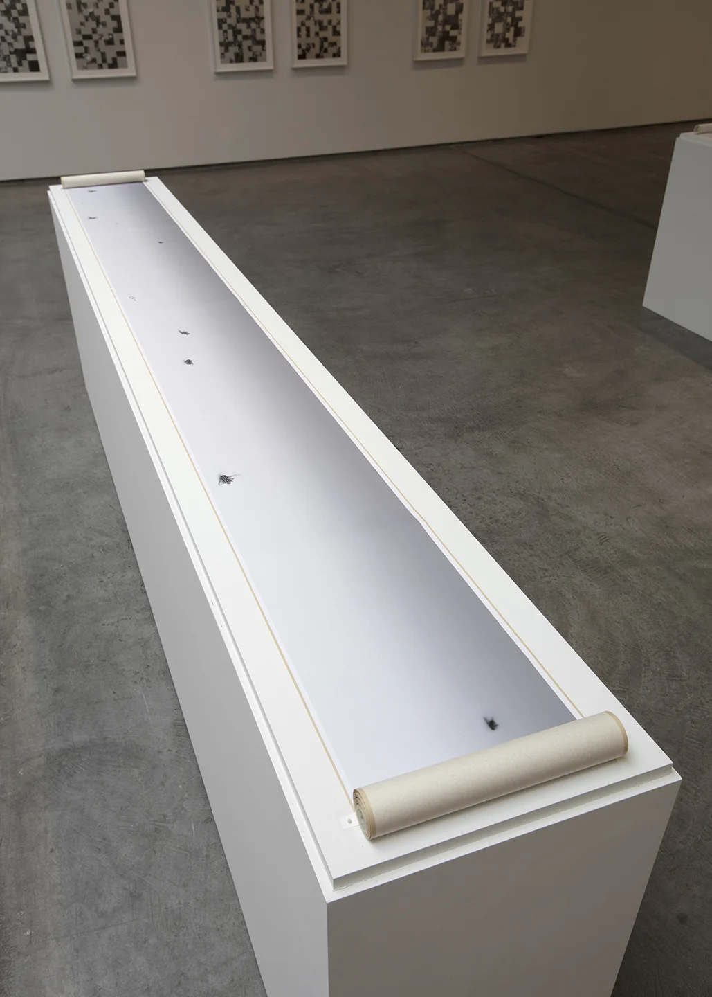 2016, Fly Scroll Installation at Paula Cooper Gallery