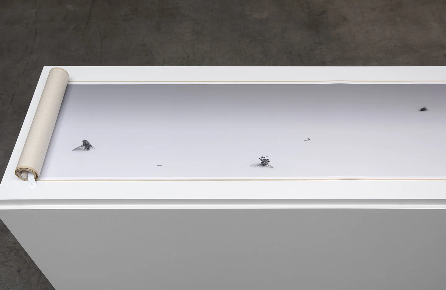2016, Fly Scroll Installation at Paula Cooper Gallery