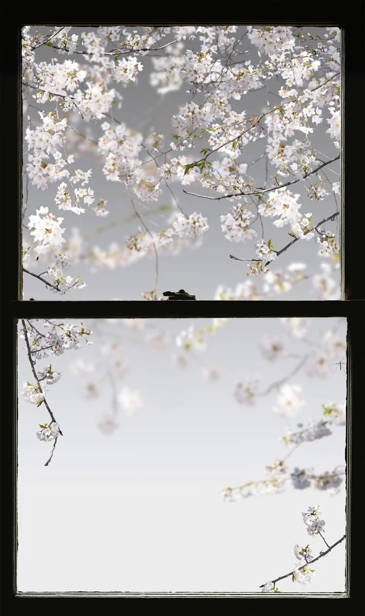 Spring Window (Cherry)