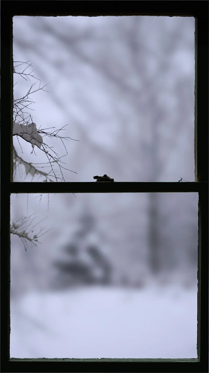 Winter Window (Cranefly)