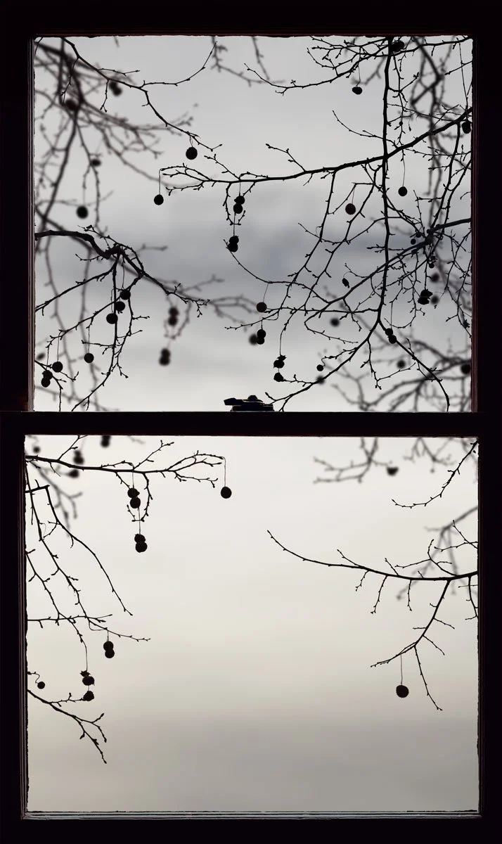 Winter Window (Sycamore)