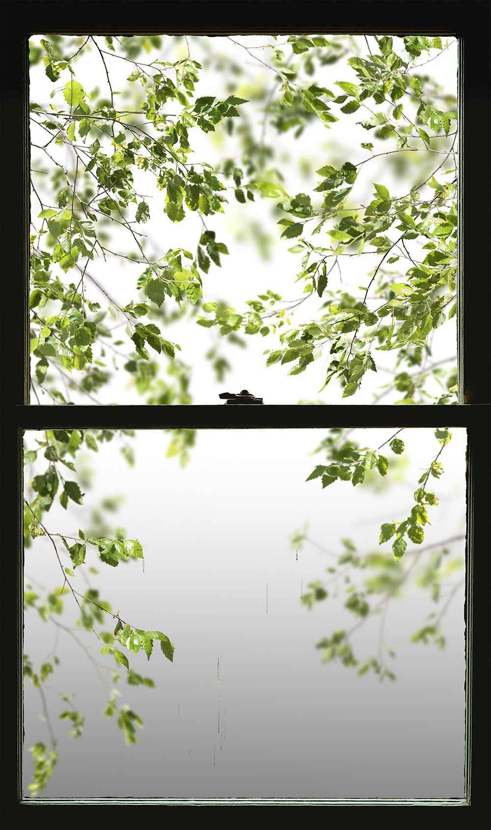 Summer Window (Bird Droppings) 