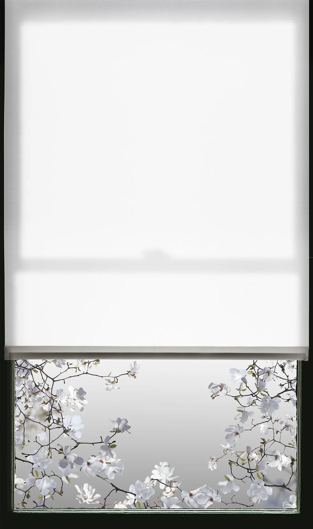 Spring Window (Magnolia)