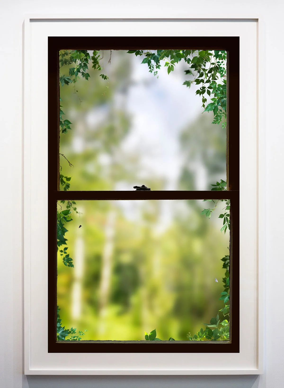 Summer Window (Virginia Creeper)