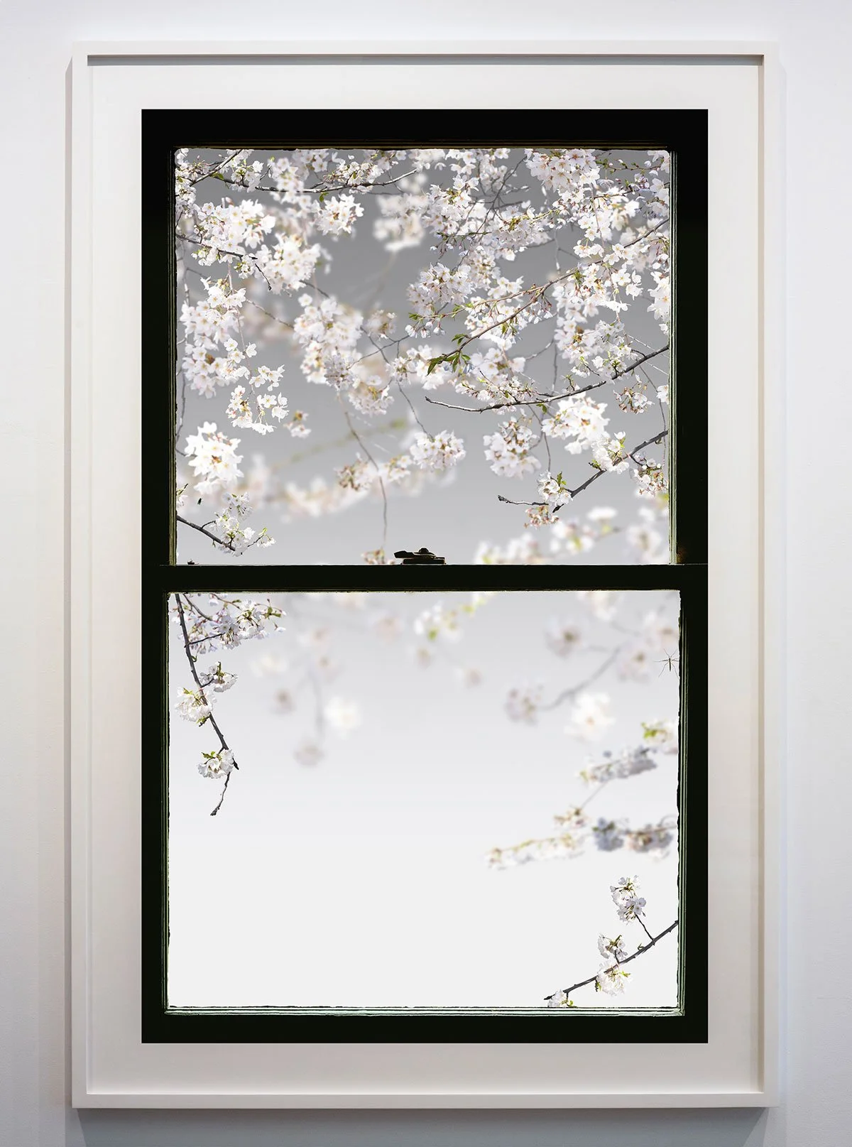 Spring Window (Cherry)
