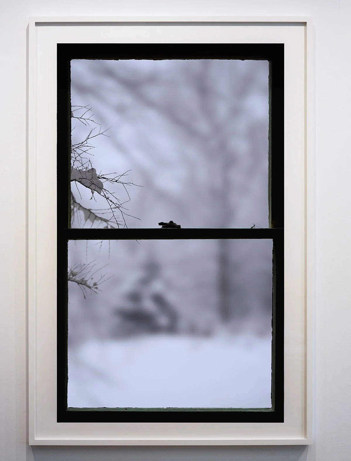 Winter Window (Cranefly)