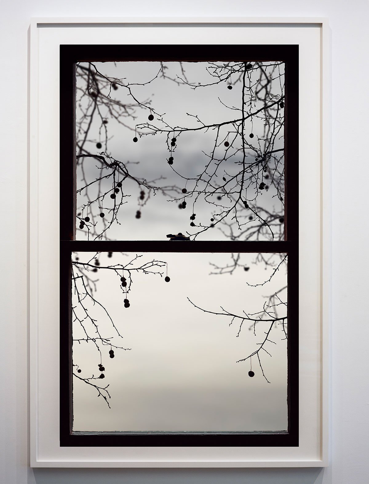 Winter Window (Sycamore)