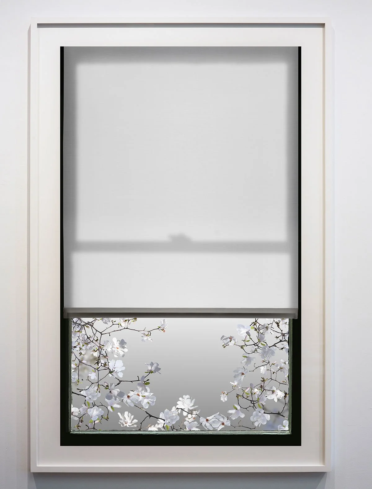 Spring Window (Magnolia 2)