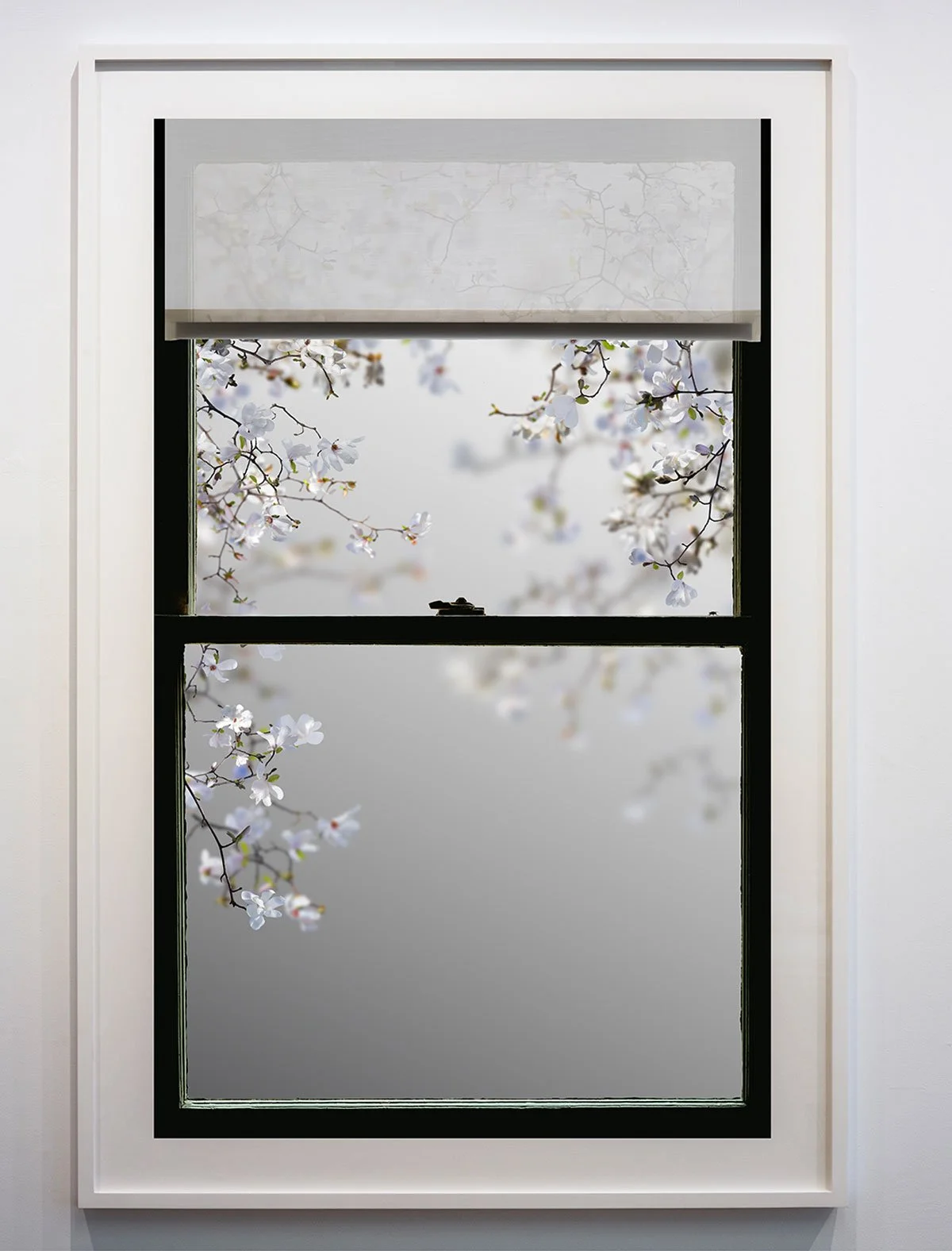 Spring Window (Magnolia)