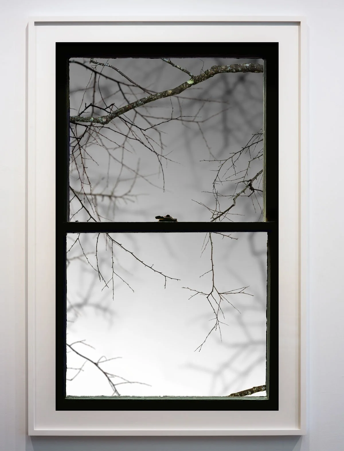Winter Window (Bare Branch)