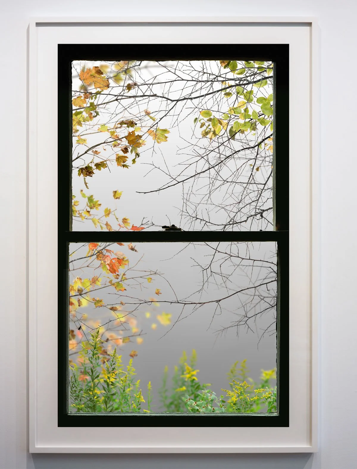 Autumn Window (Golden Rod) 