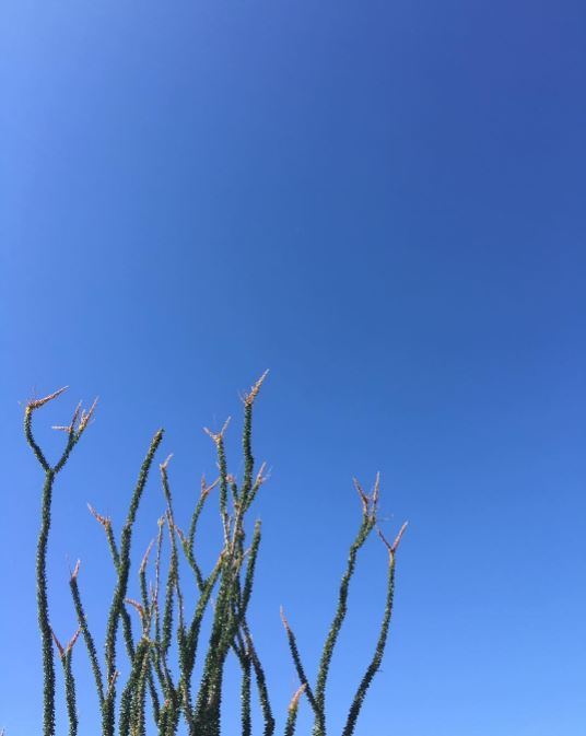 #blueskies #fouquieriasplendens #ocotillo #desertcoral #anzaborrego #borregosprings #desert #galletameadows #wildflowers #desertwildflowers