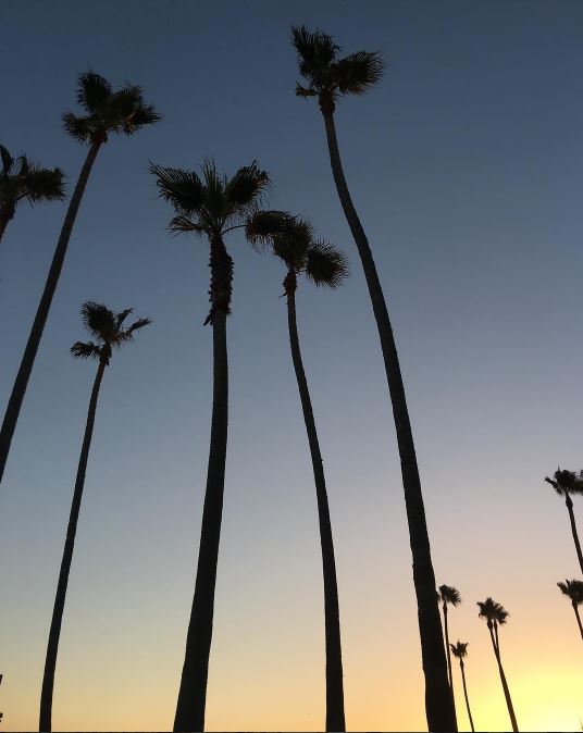  Goodnight  #paradise &nbsp; #twilight   #palmtrees   #california   #sandiego   #coronado   #sunset  