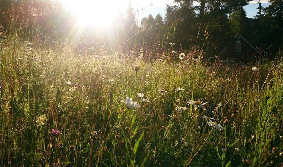 Raking og restaurering av blomstereng