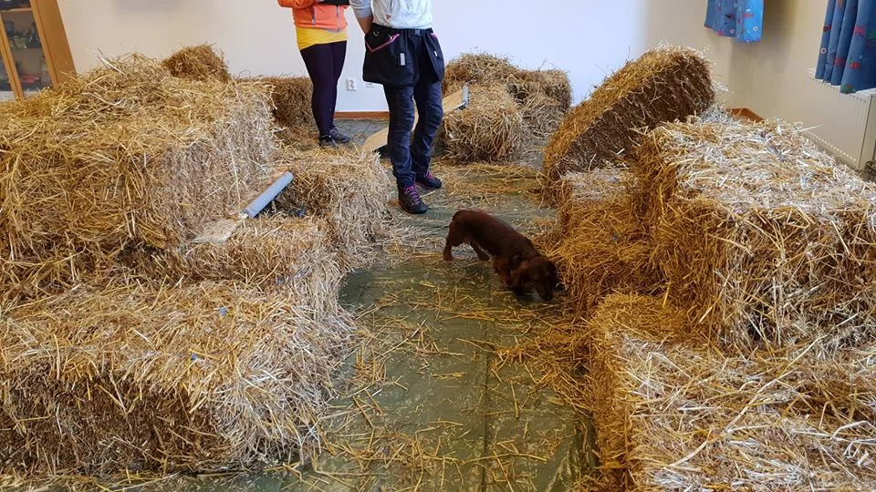 Uoffisiell konkurranse i Barn Hunt