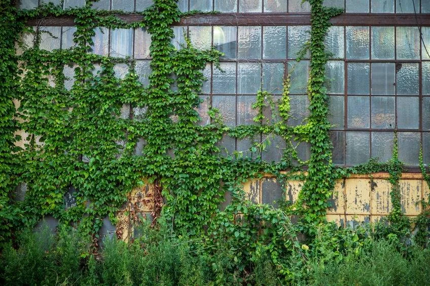 Club Science – Plants Also Hate Emptiness