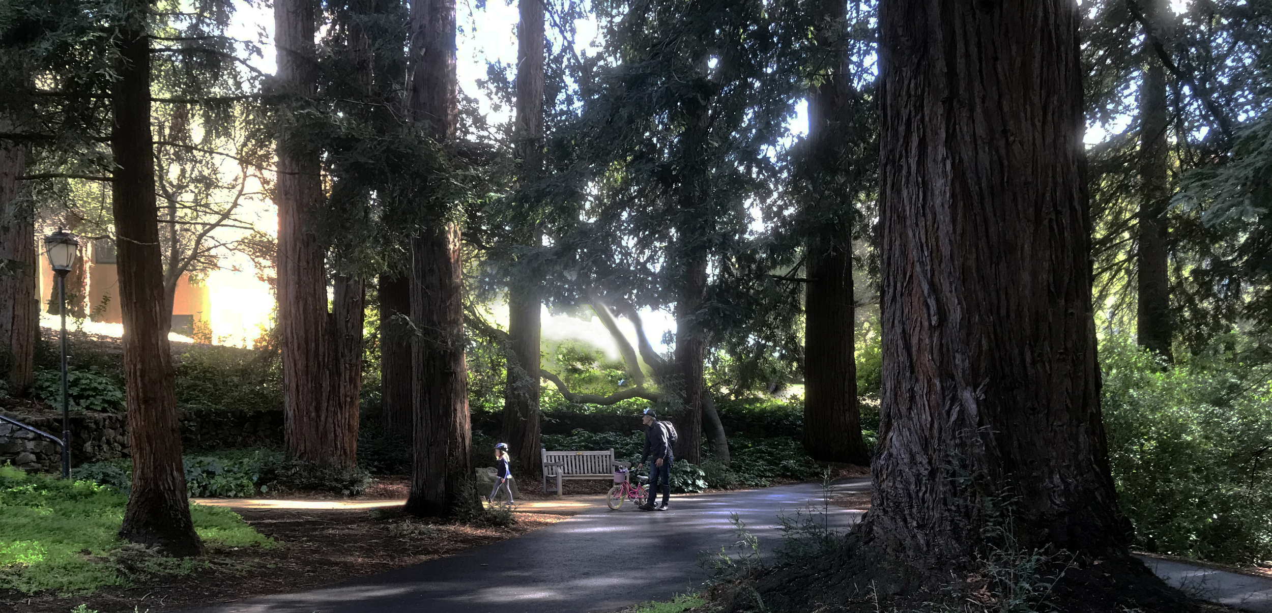 Hamilton Grove, University of California Berkeley